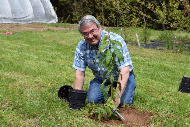 比尔·鲍威尔正在种植一棵栗子树苗