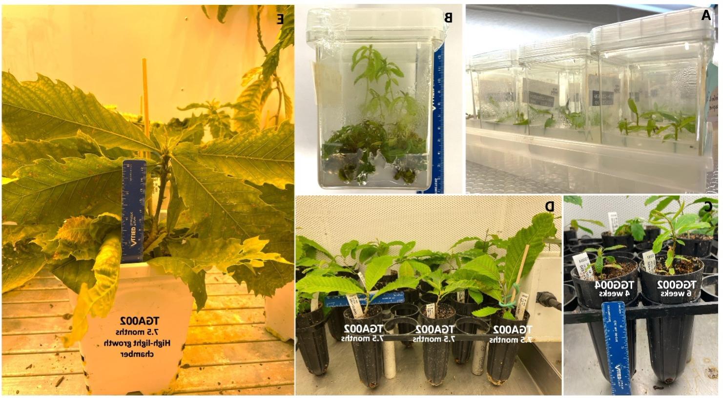 图8:在博彩平台养通过组织培养生产纯合子植株. 植物发育不同阶段的五张照片.