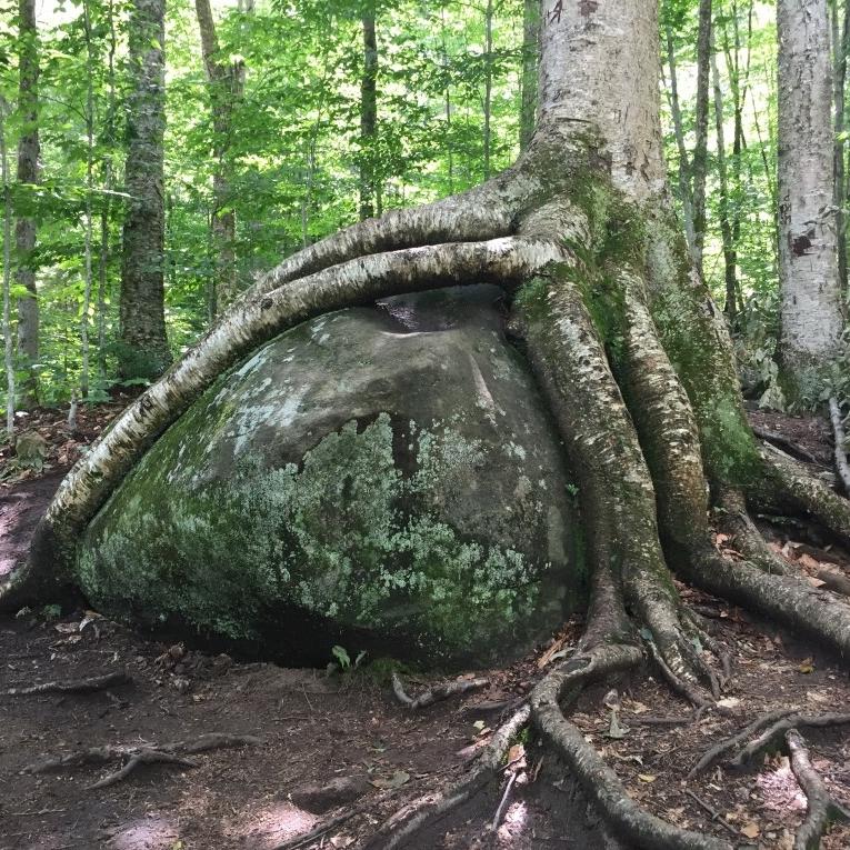 长在岩石上的树根